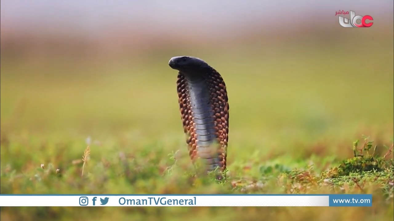 برنامج #الناس_والخريف الحلقة 14 الكوبرا العربية