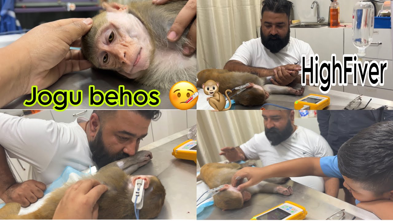 Jogu lai highFiver 🤒🤕🐒  hospital 🏥 maa jogu 🐒