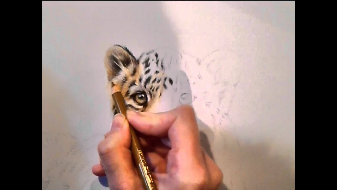 Drawing a Leopard cub in colour pencil