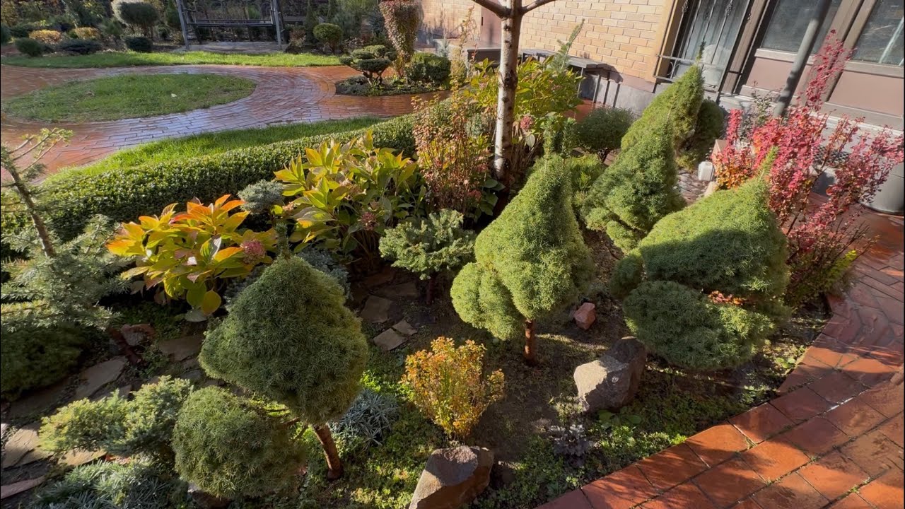 ОТ ИДЕИ ДО РЕАЛИЗАЦИИ, ВЕСЬ ПРОЦЕСС! СТРИЖКА ПЯТИ КАНАДСКИХ ЕЛЕЙ “CONICA”! ИТОГ-УДИВИЛ! #piceaconica