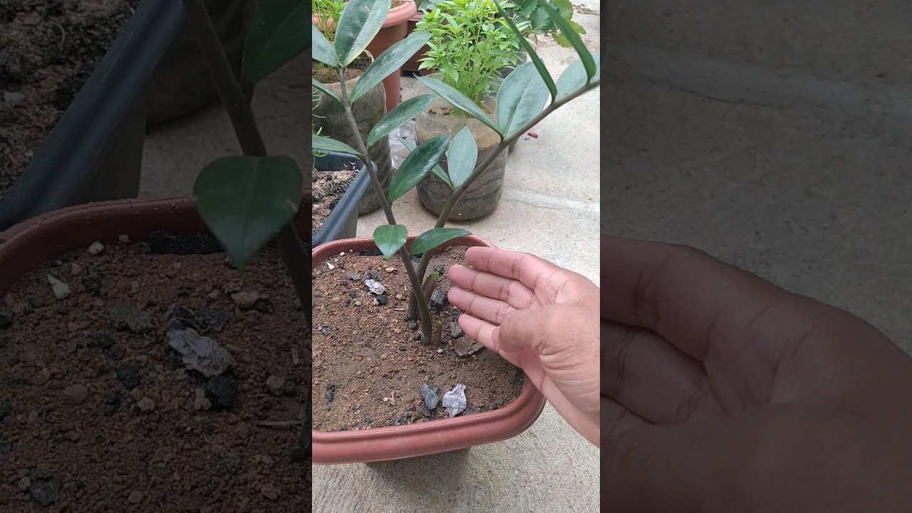 O que deve fazer agora com a Zamioculca. #horta #hortali&ccedil;a #hortaorganica