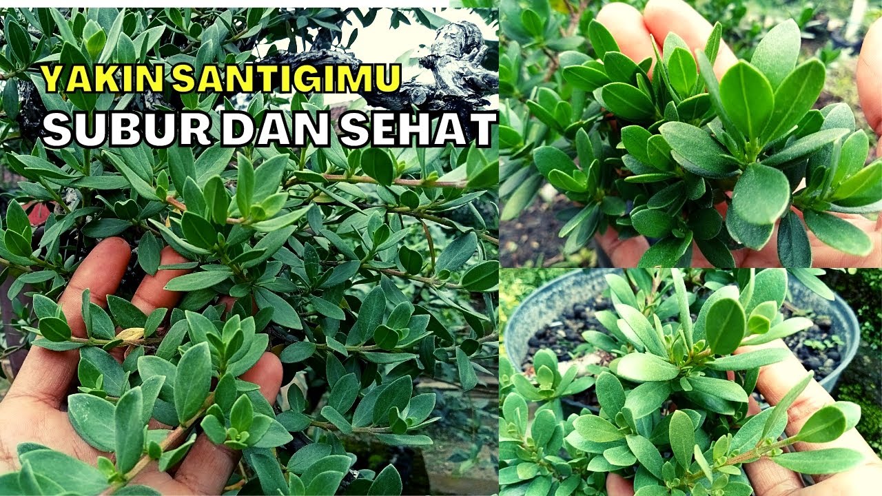 CARA AGAR BONSAI SANTIGI SUBUR DAN SEHAT