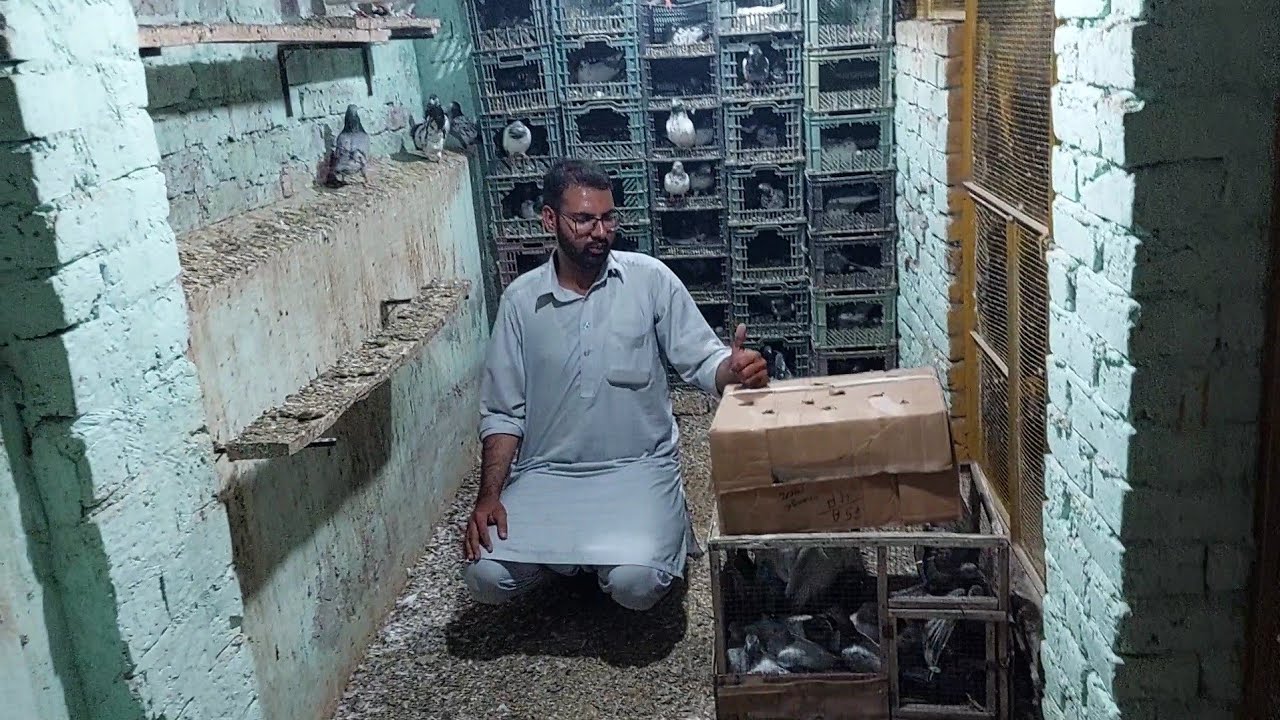 Parwazi Chat Pr Bachay Shift Kiyae || Hashim Mahmood Pigeons