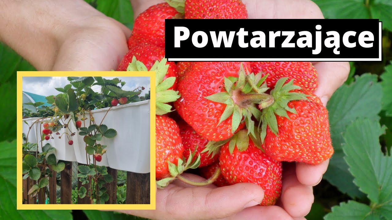Truskawki owocują ponownie drugi raz w roku