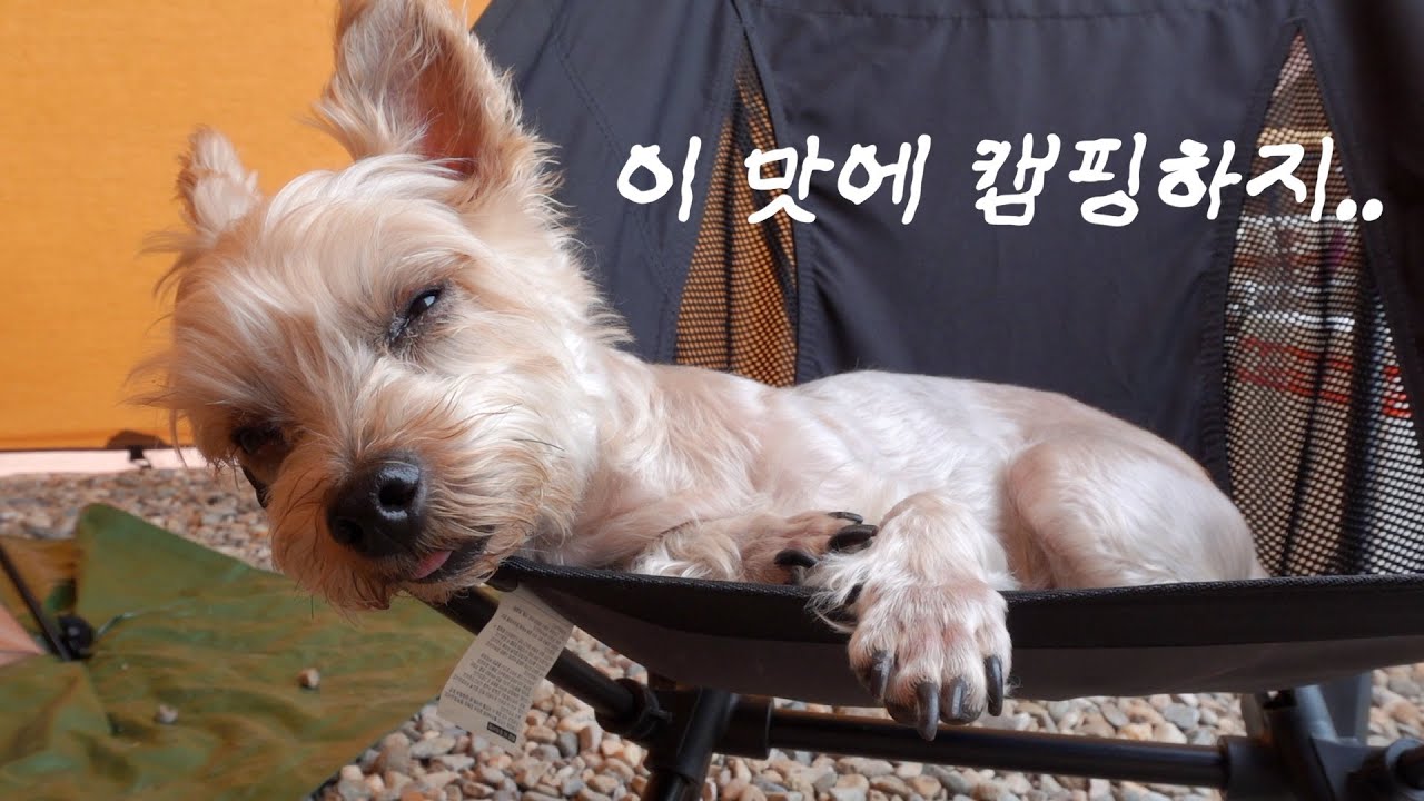 우리 똥강아지들이랑 캠핑