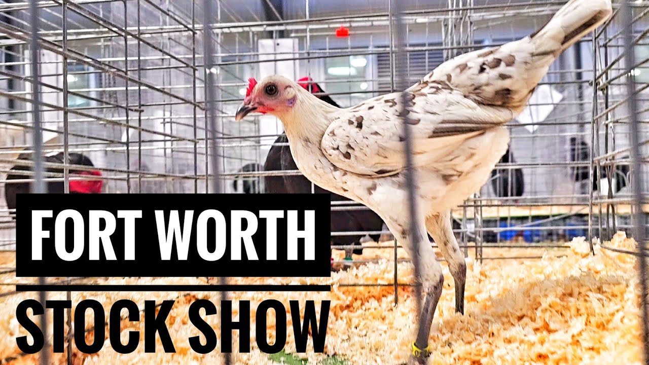 Los Bantams En El Fort Worth Stock Show! Ep.10