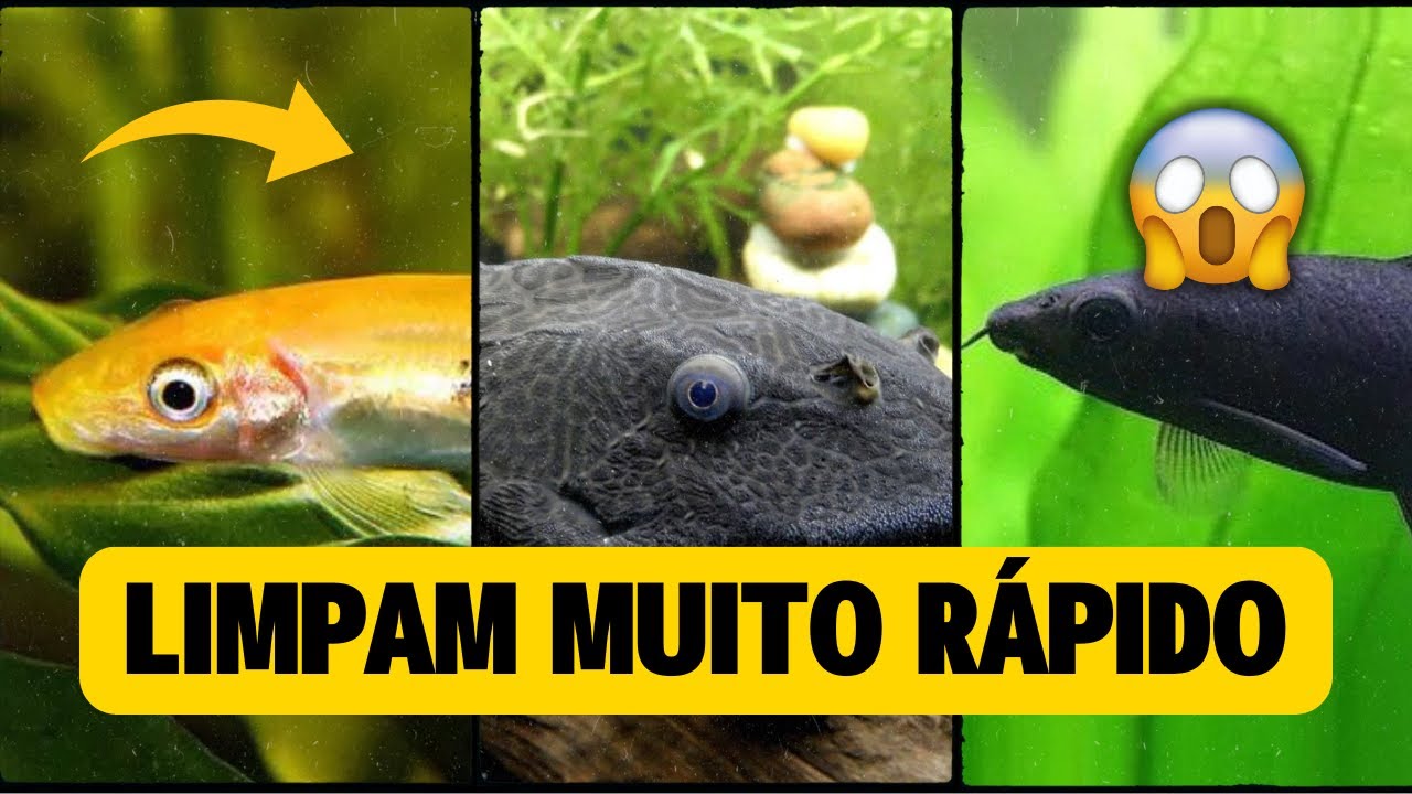 Top 5 Peixes Limpadores: Mantenha Seu Aquário Impecável!