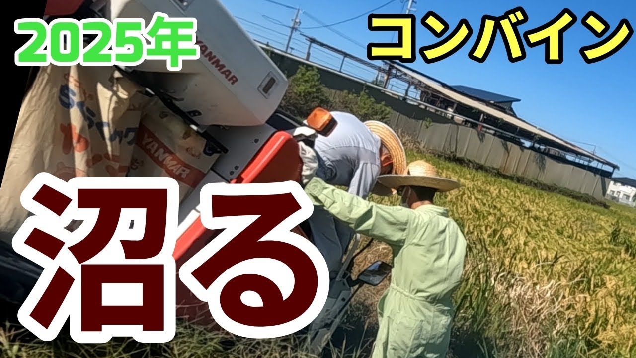 【2025年稲刈り】今年の稲刈りでコンバインがぶっ壊れる!?#農業#レストア#diy 