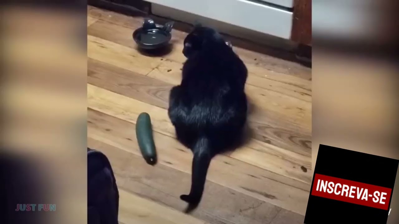 Gatos vs Pepino #shorts #Animais Dublados Memes Dublados #animais