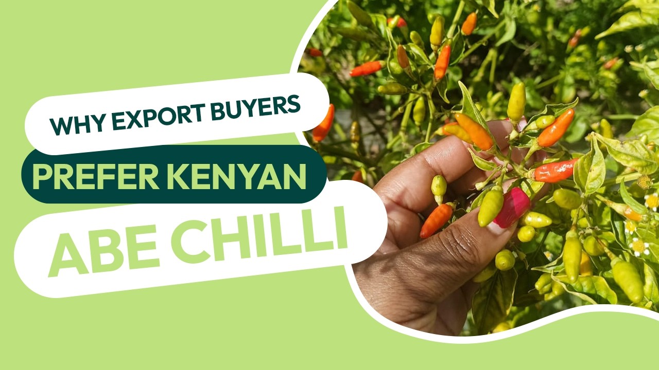 WHY EXPORT BUYERS PREFER KENYAN ABE CHILLI