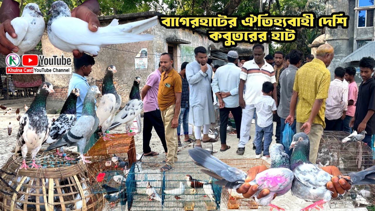 বাগেরহাটের ঐতিহ্যবাহী কবুতরের হাট। দেশি কবুতরের হাট। best pigeon market in bagerhat #pigeon 