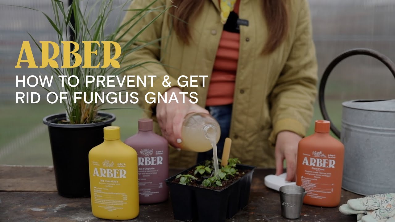 How to Get Rid of Fungus Gnats: Effective Methods and Prevention Tips for Indoor + Outdoor Plants