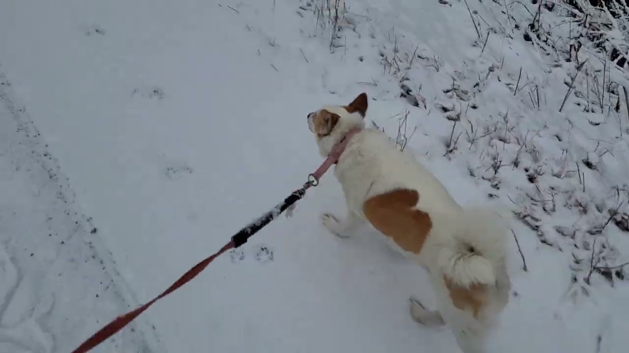 Koirien kanssa lenkillä