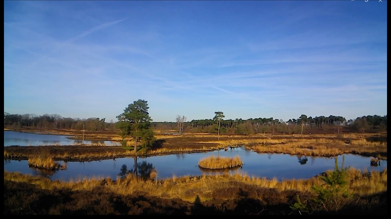 50 min. sunny stroll through forest and heathland