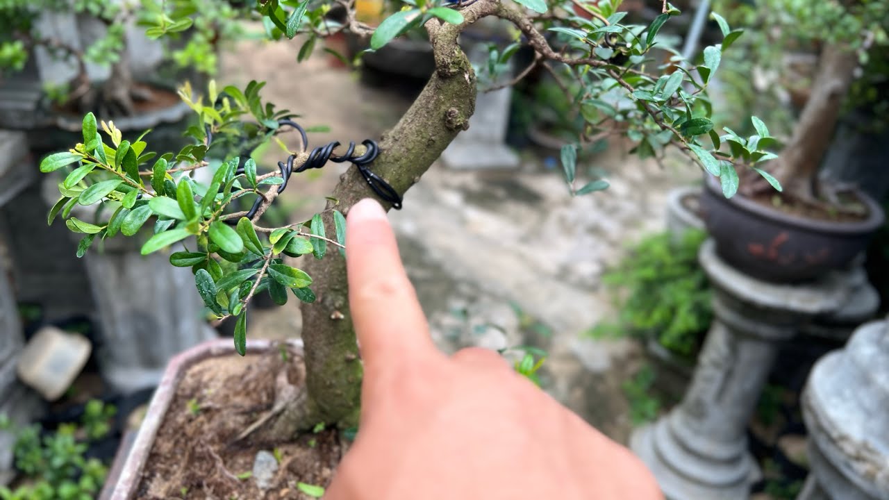 NUÔI DƯỠNG CÂY HẢI CHÂU LƯU Ý THÊM