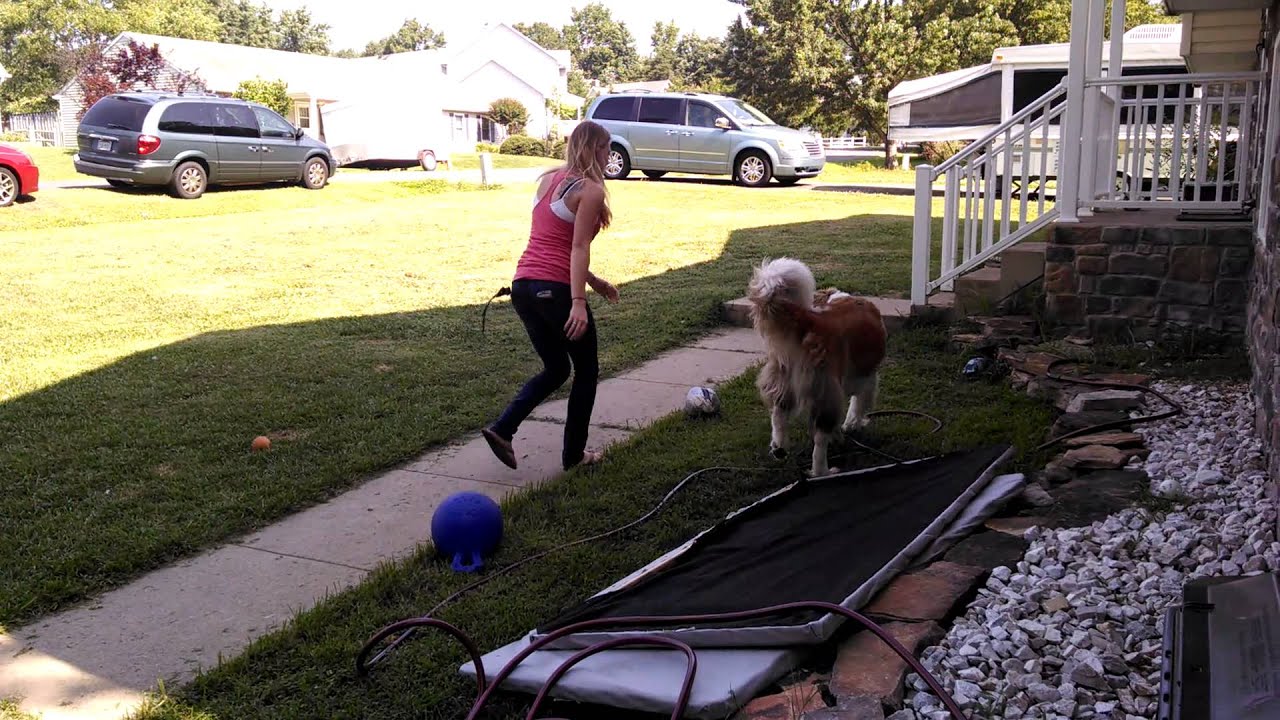 Watson the St. Bernard - Just Goofing Off