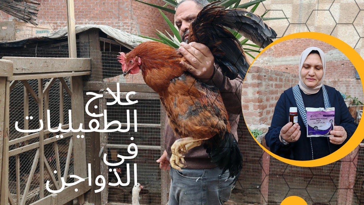 اكتشاف مدمر في الطيور موت مواليد الزؤزؤ وعلاج الطفيليات في الدواجن 