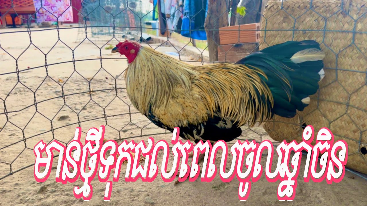 Part 62, មាន់ថ្មីទុកជល់ពេលចូលឆ្នាំចិន#roosterchicken 