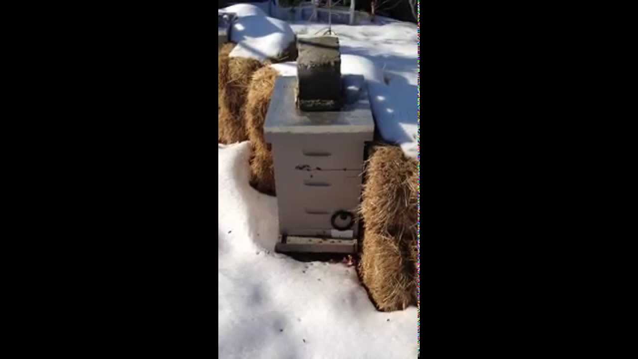 Winter Hive Activity