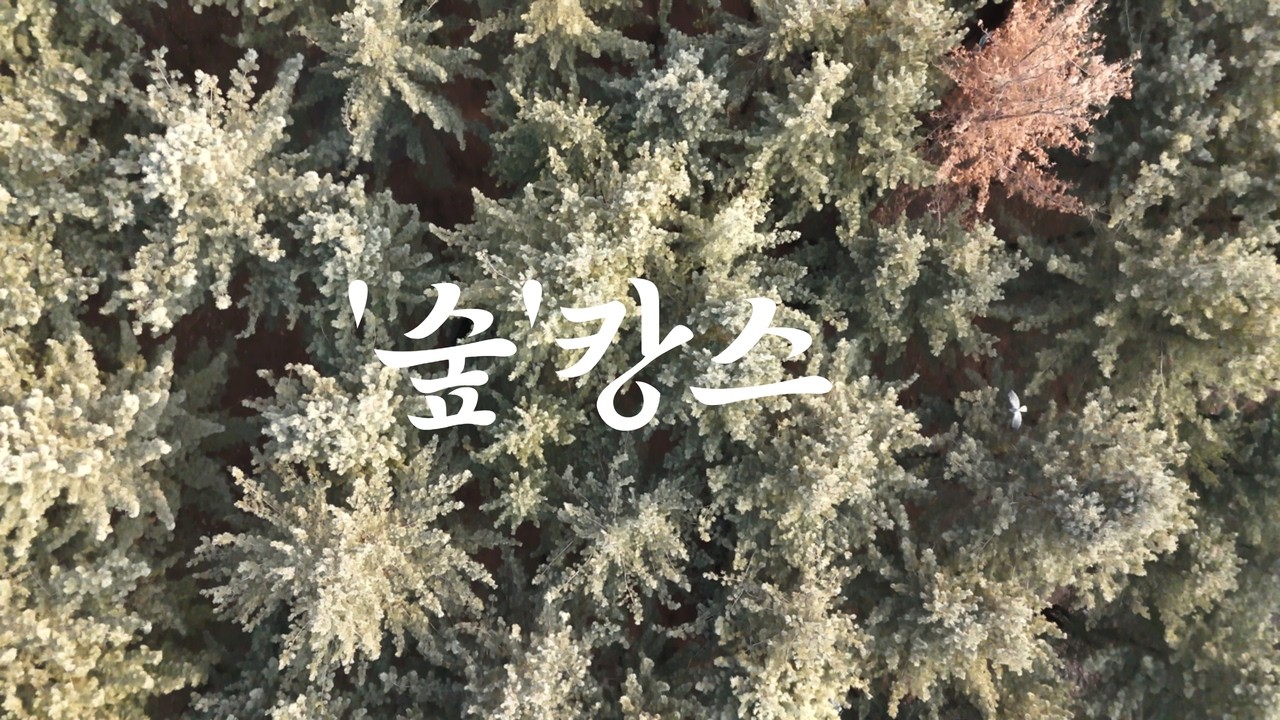 백패킹 호캉스 끝판왕? 경기도 양평 호명산 잣나무 숲에서 보낸 완벽한 1박 2일 VLOG