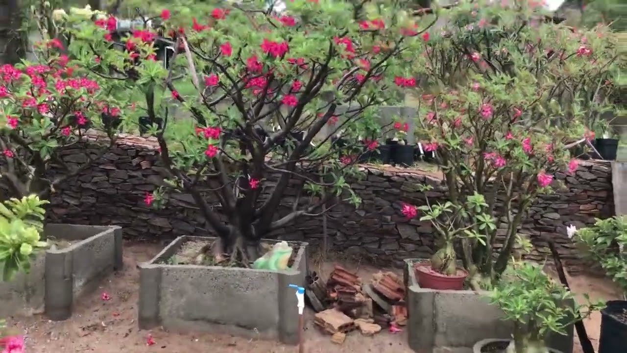 Our Giant Adeniums. Desert Roses planted in the ground.