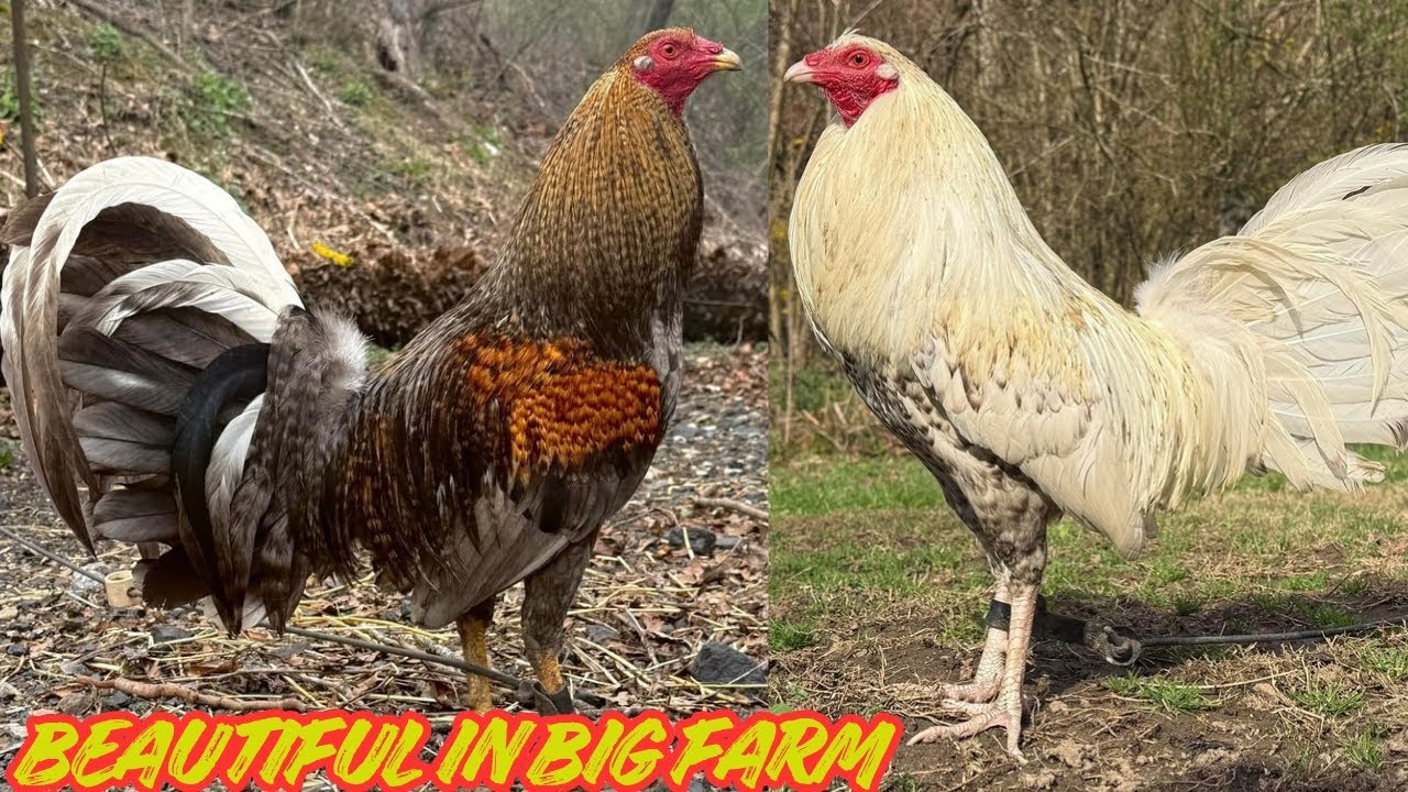 Beauty On A Big Farm - Feeding Time Shape Chicken Coop Outdoor Breeding Pens