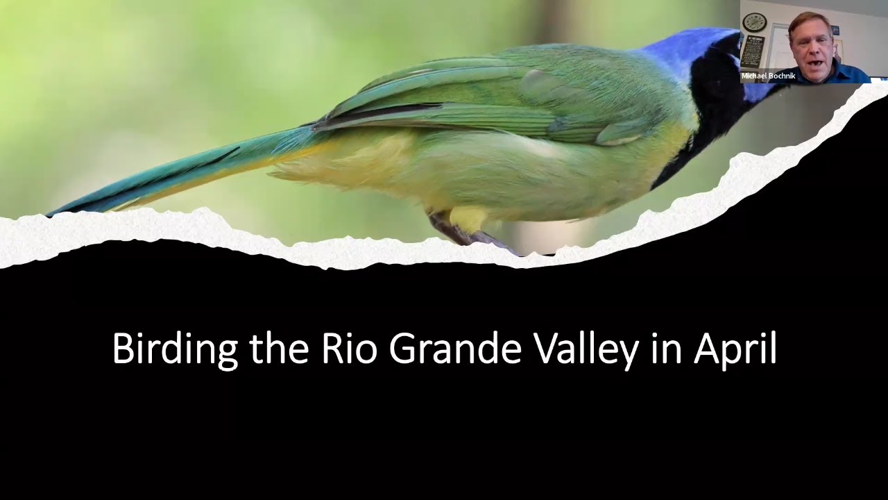 Bird Chat: Michael Bochnik: Birding the Rio Grande Valley