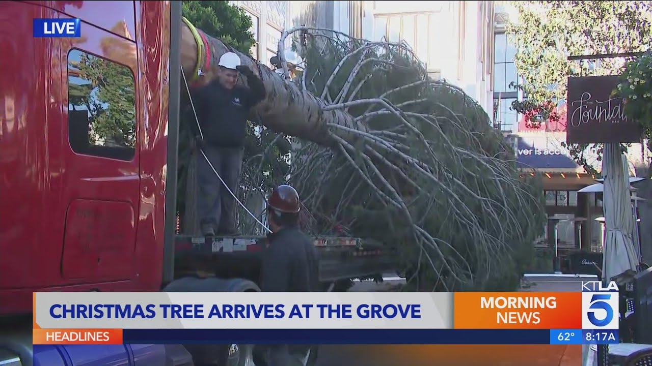 The iconic, massive Christmas tree arrives at The Grove