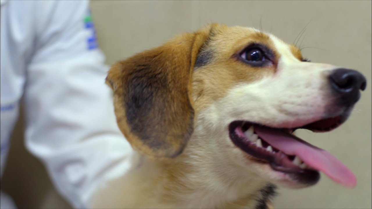 Would You Pay $100,000 to Clone Your Dog?