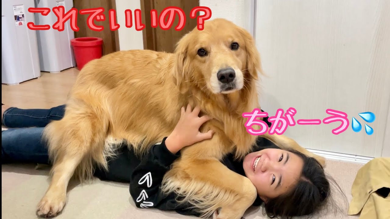 妹のマネをして姉のマウントを取って自慢する大型犬クッキー【ゴールデンレトリバーとミニチュアダックスフンド】