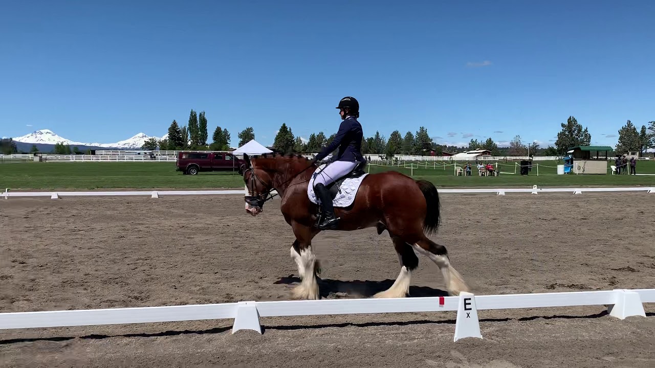 Towerview Theo | Training Level Test 2 | Clydesdale Stallion