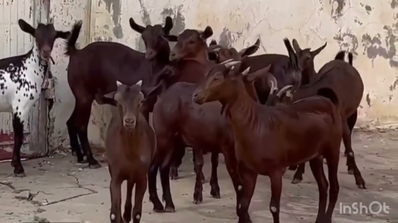 مراح نخبة الدهم 