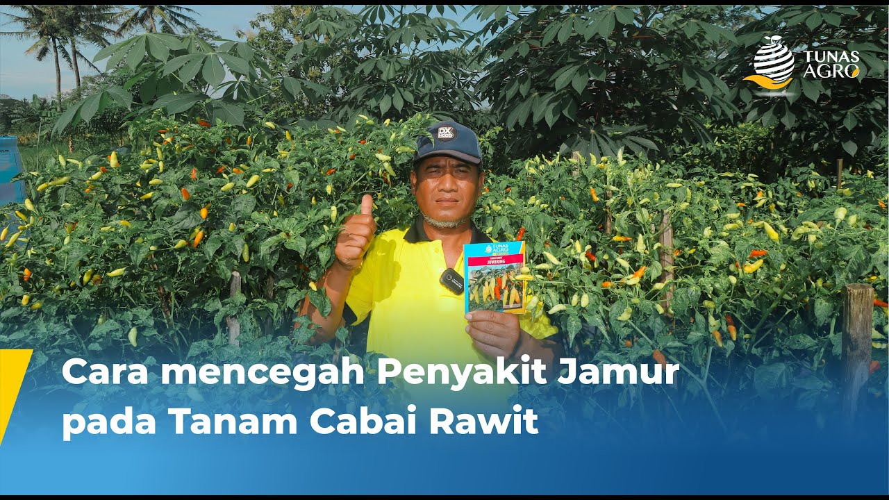 CABAI RAWIT JUWIRING DI DATARAN RENDAH | #KATAMEREKA TUNAS AGRO