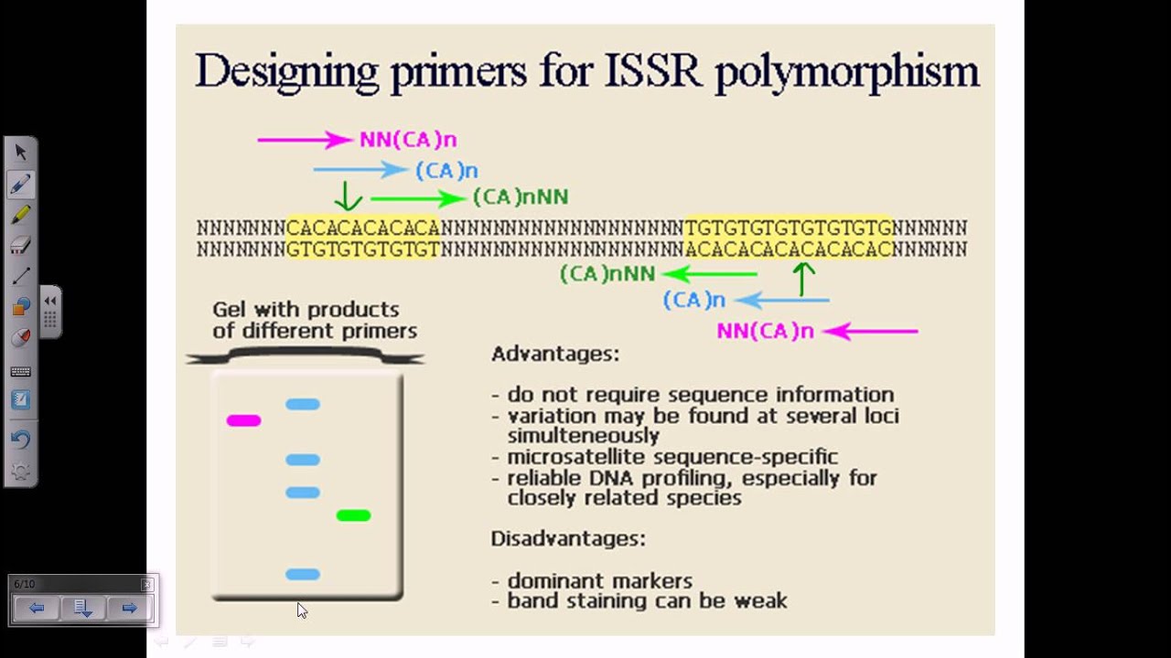 Inter simple sequence repeats (ISSR) or microsattelite DNA