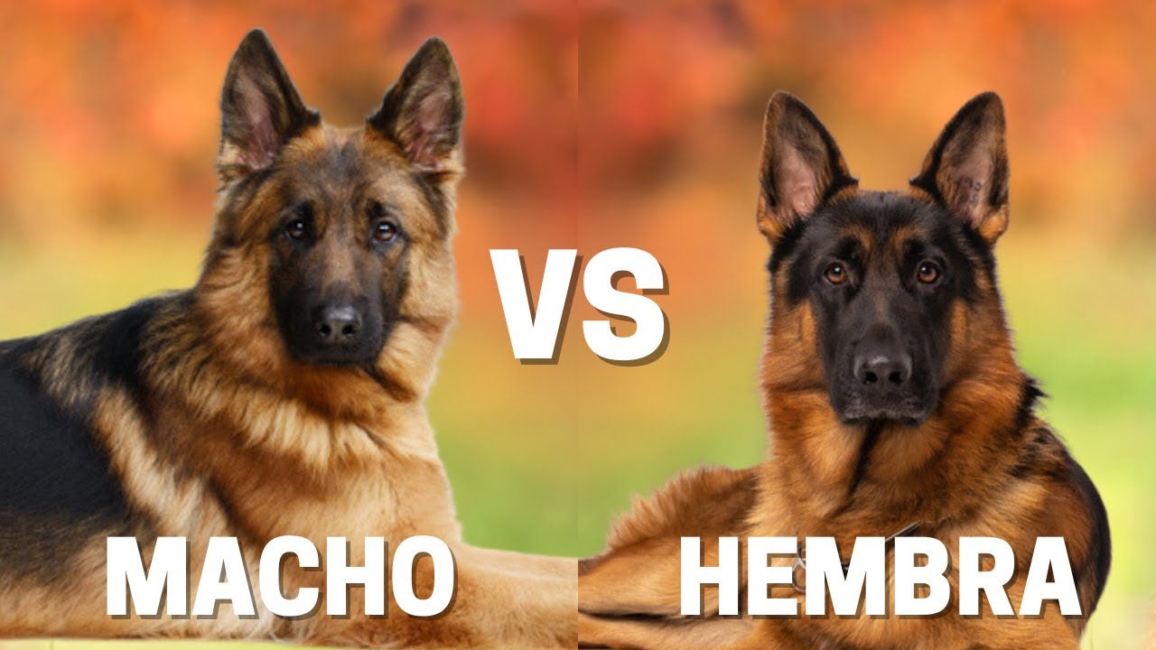 Pastor Alemán Macho Vs Hembra: 10 Diferencias Entre Ellos