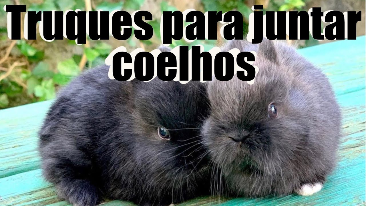 COMO JUNTAR 2 OU MAIS COELHOS-BONDING DE COELHOS