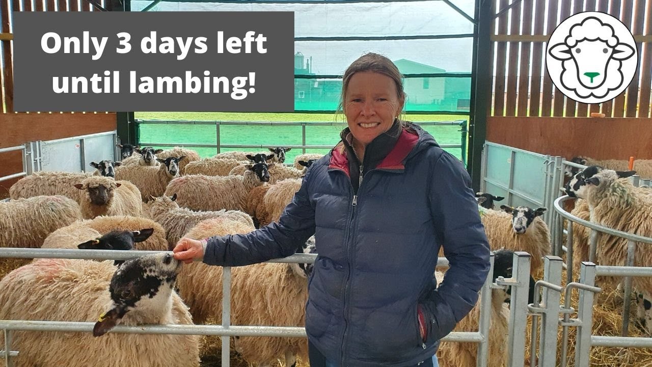 Only 3 days left until lambing - getting the kit ready!