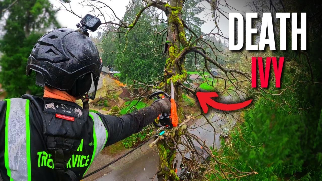 Surviving The WORST Ivy Damaged Tree I've EVER Climbed!