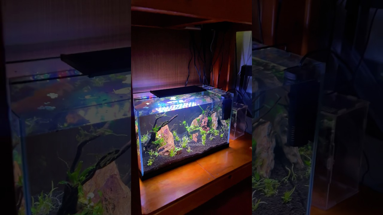 A peaceful little world. #plantedtanks