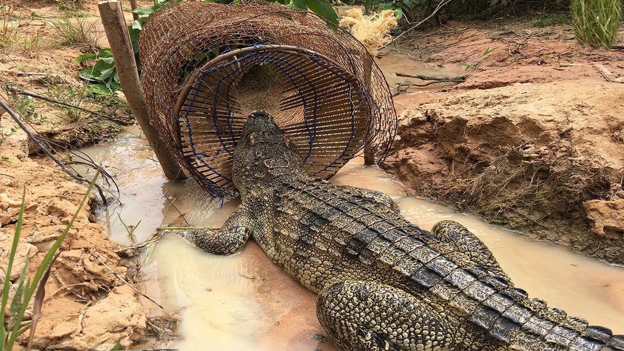 Creative Man Make Best Crocodile Trap Technology -How To Make Big Crocodile Trap Work 100%