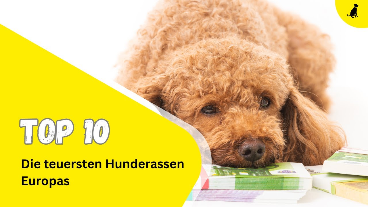 Die 10 teuersten Hunderassen Europas ⎮DieHundezeitung