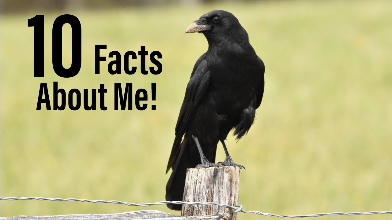 10 Amazing Facts About Crows!