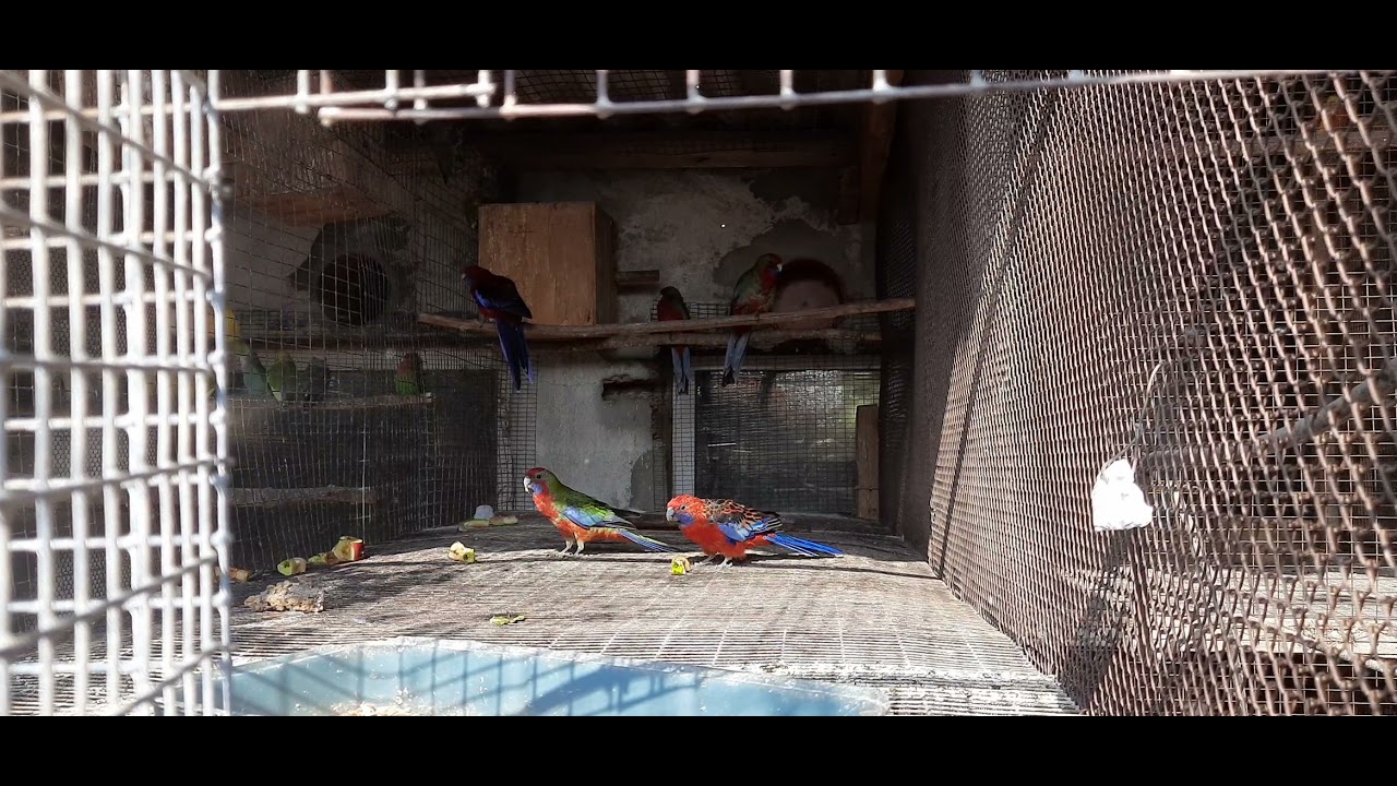 Красные пенантные розеллы и птенцы.