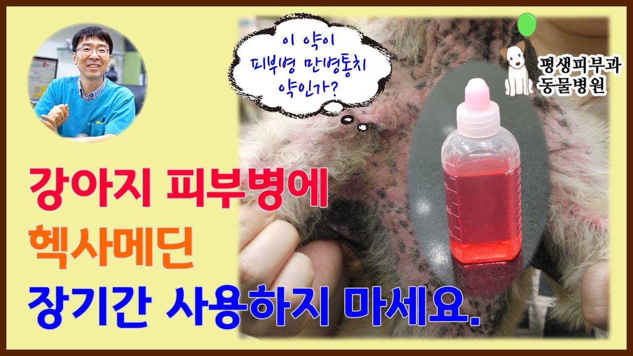 64. 강아지피부병에 헥사메딘 장기 사용 조심하세요.[평생피부과동물병원]