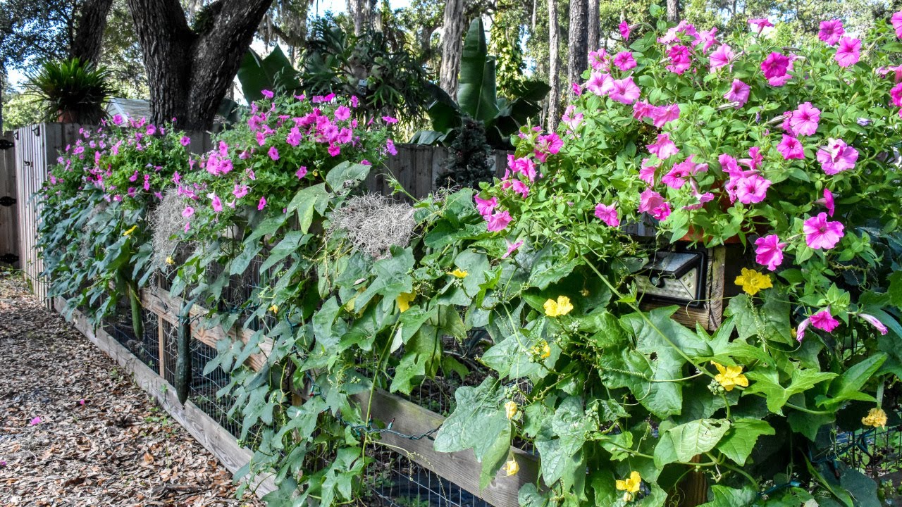 Supertunia Vista Bubblegum Petunias!! | Southern Latitudes