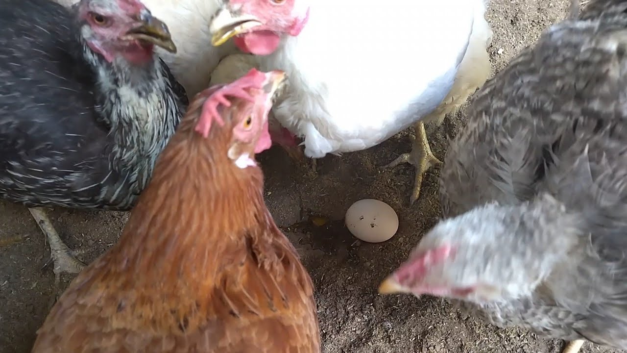 Tovug'ingiz tuxumini yeb qòyvottimi unda bu video siz uchun @parranda_plus