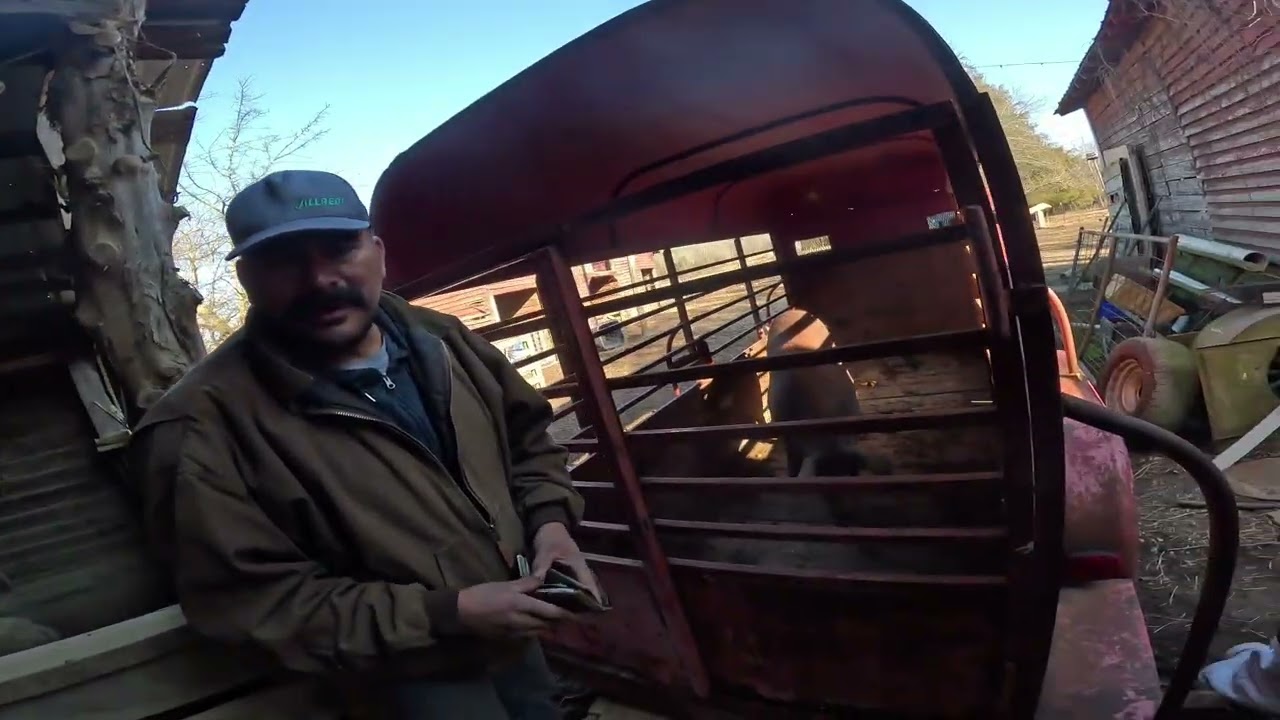 February 7, 2026 Making friends and selling pigs