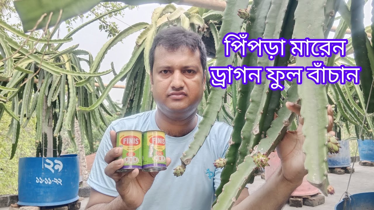 পিঁপড়া মারেন, ড্রাগন ফুল ও ফল বাঁচান এই ঔষধ দিয়ে। ড্রাগন চারার জন্য -০১৭১০-০৩৫৭৭৮