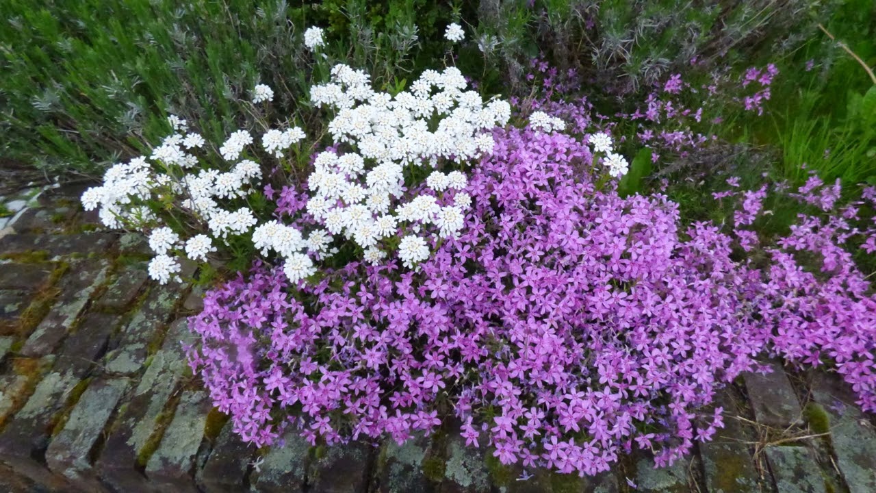 Wiosna /Fr&uuml;hling 2025