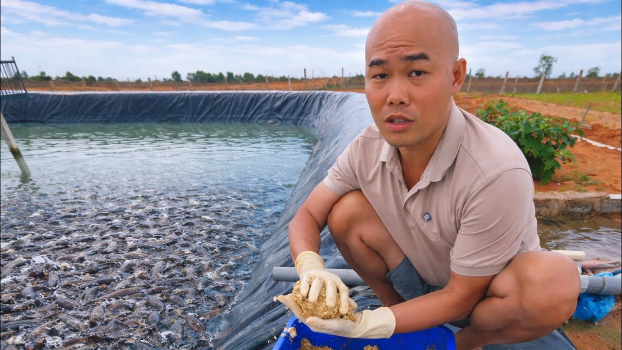 HÔM NAY THÉP CHẾ TẠO THỨC ĂN CHO CÁ TRÊ VỪA ÍT TỐN CHI PHÍ VỪA HIỆU QUẢ